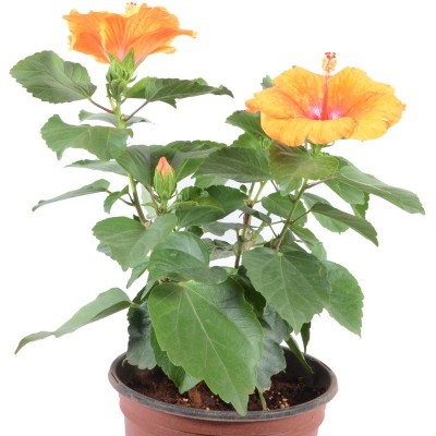 Hibiscus Dwarf Orange Jumbo Plant - Jaswand, Gudhal